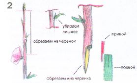 kak-privivat-persiki